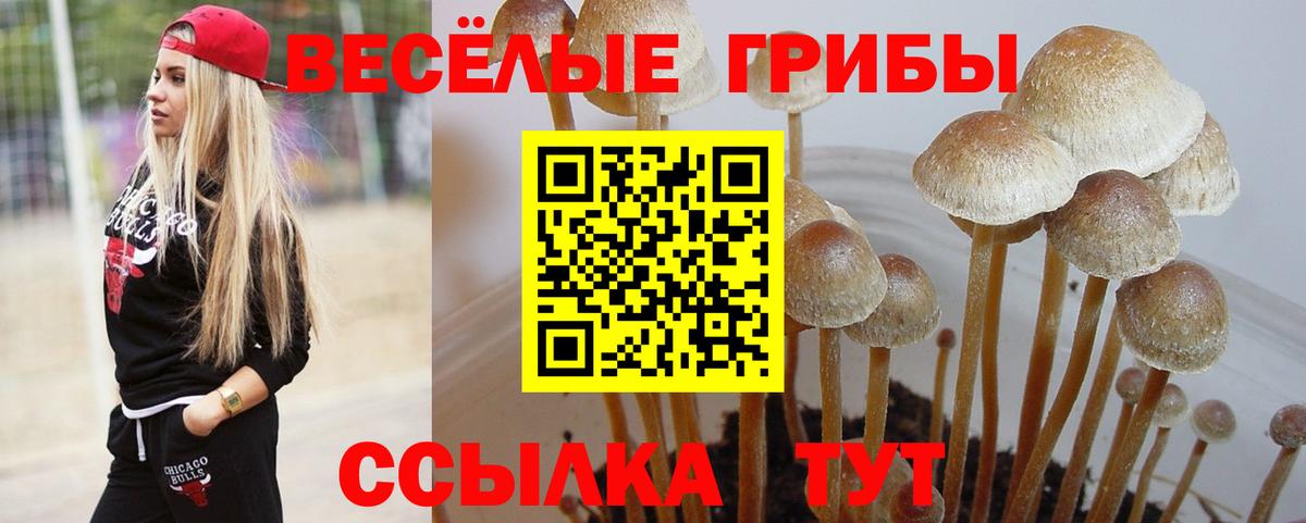 Озёры  Псилоцибиновые грибы GOLDEN TEACHER  Псилоцибиновые грибы Psilocybe  Вход с VPN 